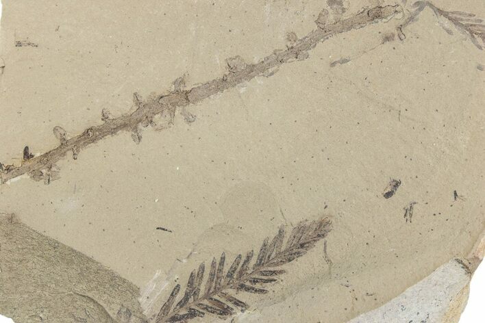 Shale With Dawn Redwood (Metasequoia) Fossils - Montana #378257